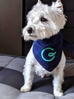 Guru Dog